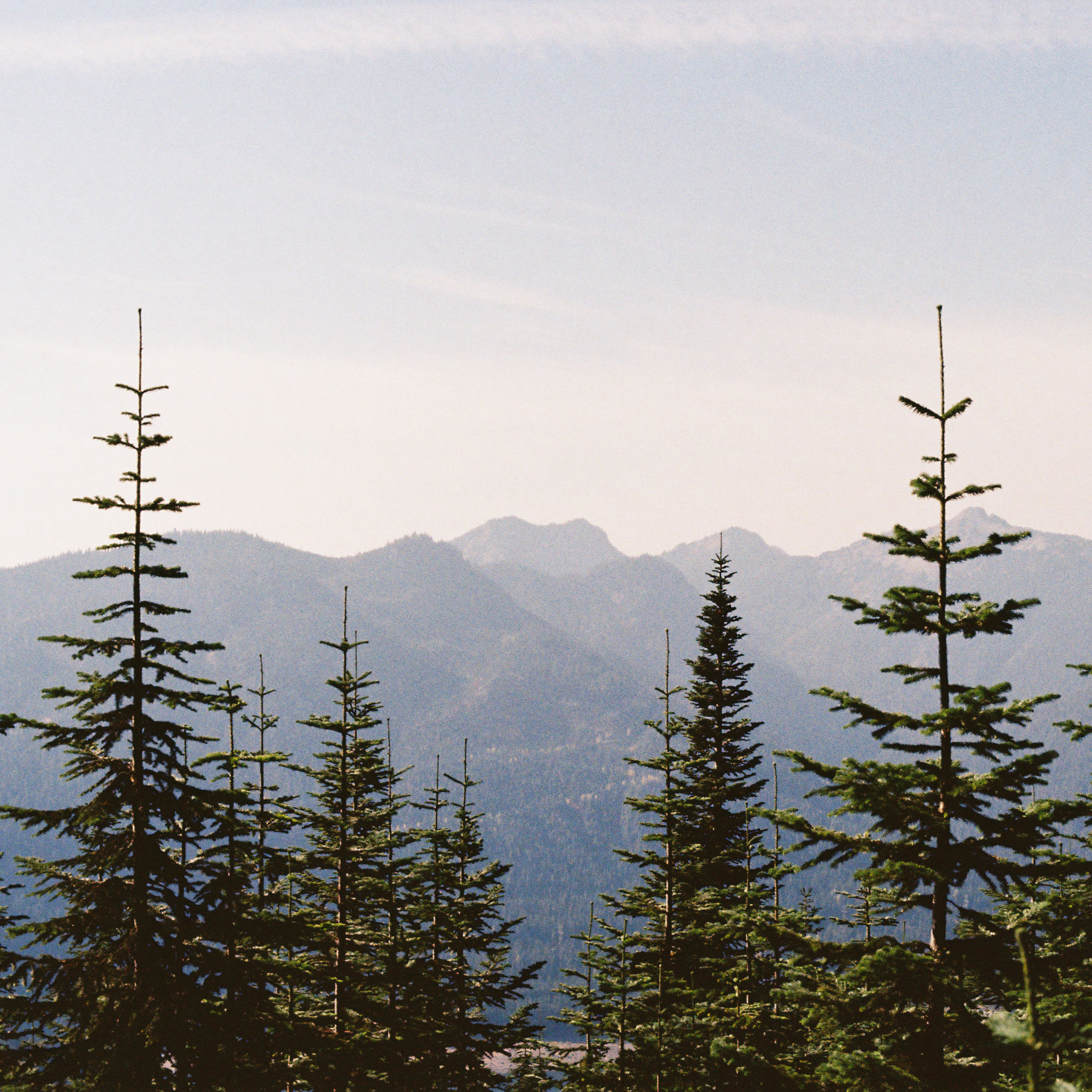 Conifers and mountains