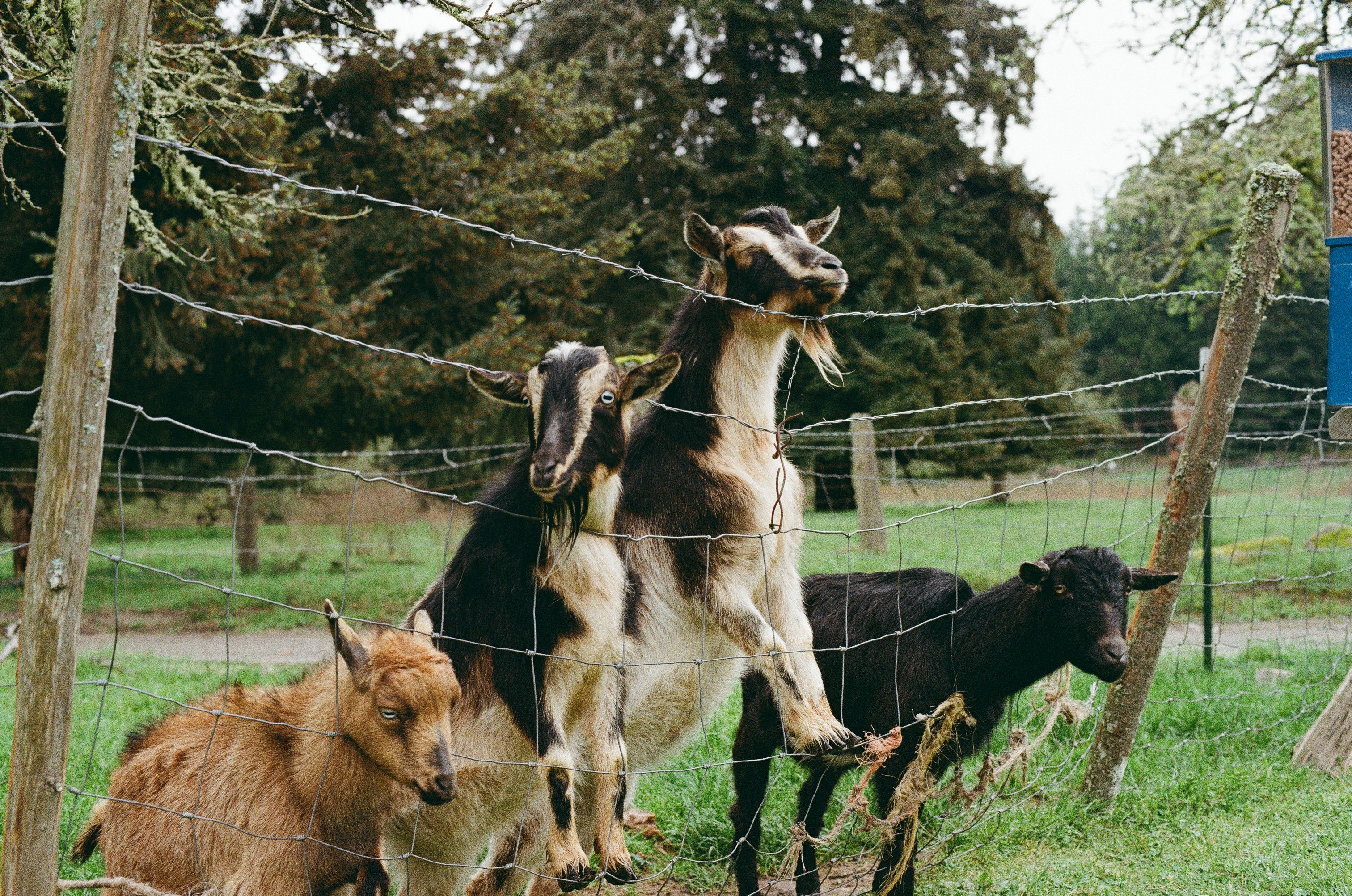 Goats on a farm